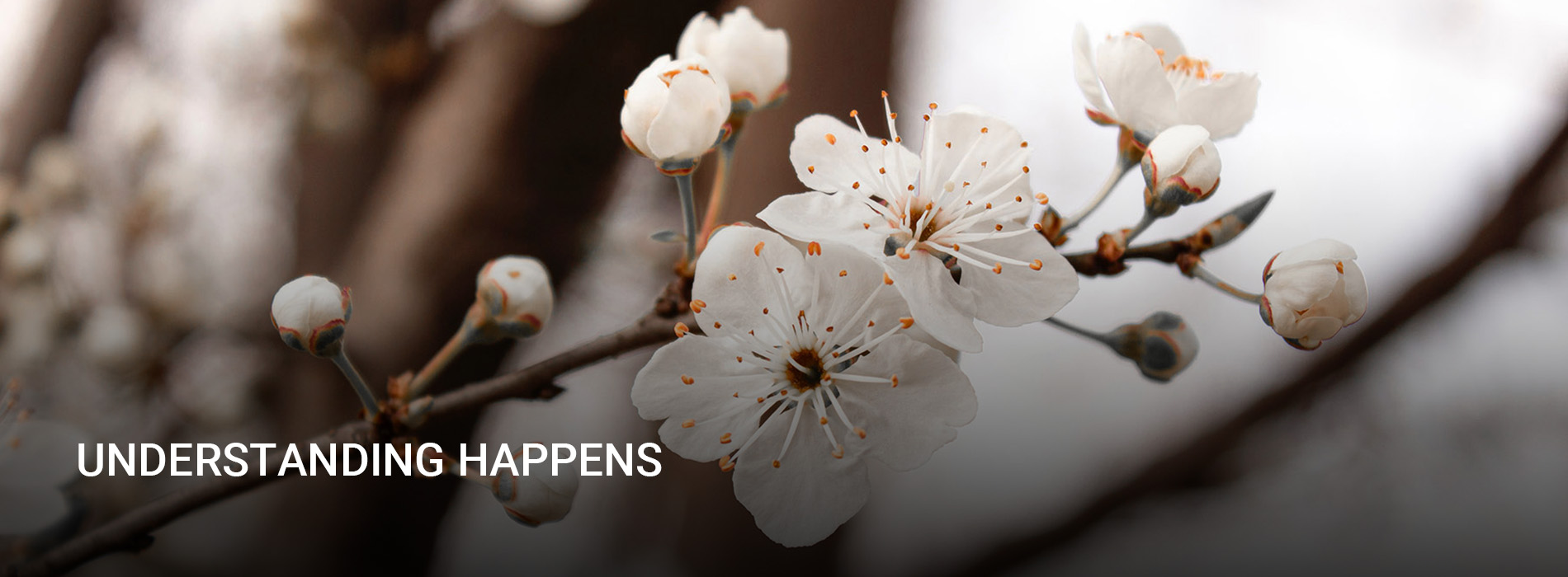 HOOF CAROUSEL - Understanding