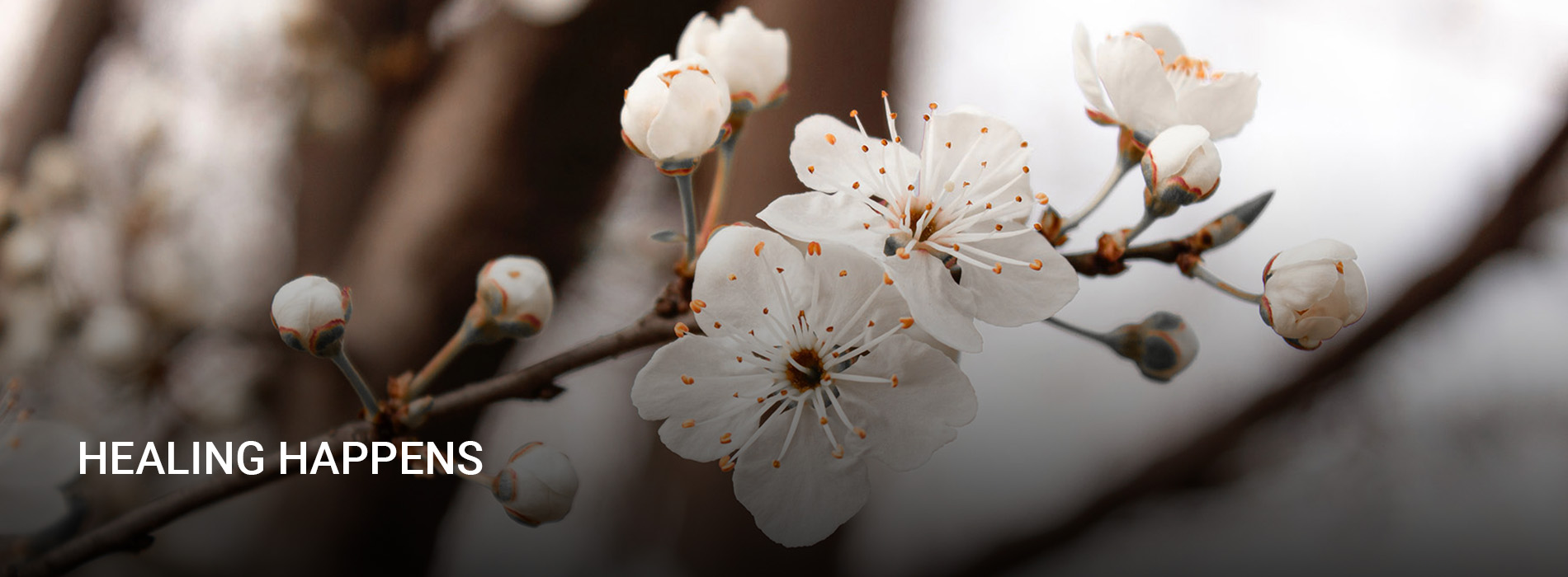HOOF CAROUSEL - healing
